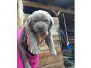 Labrador Retriever Puppy for sale in Douglas, GA, USA