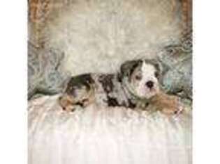 Bulldog Puppy for sale in Freehold, NJ, USA