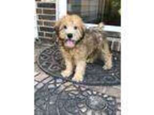 Soft Coated Wheaten Terrier Puppy for sale in Salem, NJ, USA