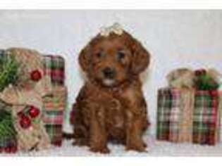 Goldendoodle Puppy for sale in Etna Green, IN, USA