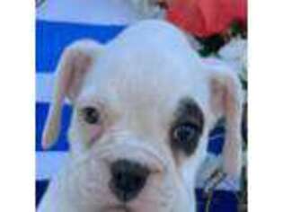 Boxer Puppy for sale in Darien, CT, USA