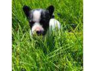 French Bulldog Puppy for sale in Payson, UT, USA