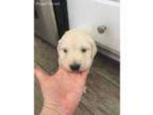 Golden Retriever Puppy for sale in Avoca, MI, USA