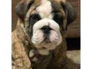 Bulldog Puppy for sale in Canton, OH, USA