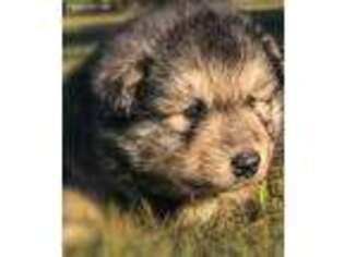 Alaskan Malamute Puppy for sale in Jamestown, KY, USA