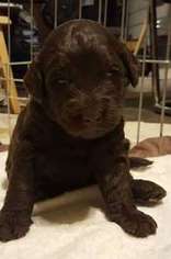 Labradoodle Puppy for sale in Greeley, CO, USA