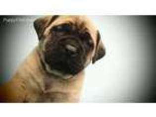 Mastiff Puppy for sale in Joplin, MO, USA