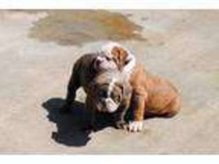 Olde English Bulldogge Puppy for sale in Benton, KY, USA