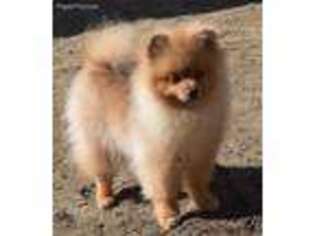 Pomeranian Puppy for sale in Belleville, MI, USA