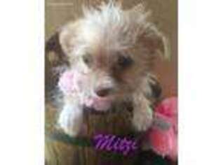 Chorkie Puppy for sale in Wills Point, TX, USA