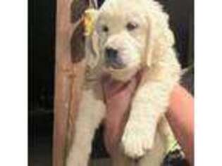 Golden Retriever Puppy for sale in Liberty Hill, TX, USA