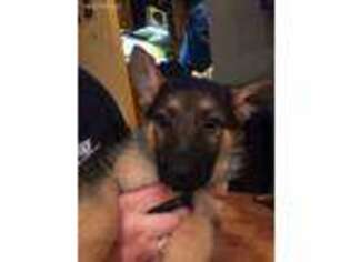 German Shepherd Dog Puppy for sale in Norwood Young America, MN, USA
