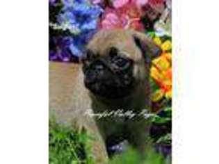 Pug Puppy for sale in Penn Valley, CA, USA