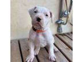 Dogo Argentino Puppy for sale in Ojai, CA, USA