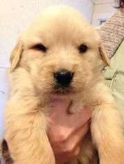Golden Retriever Puppy for sale in Townville, SC, USA