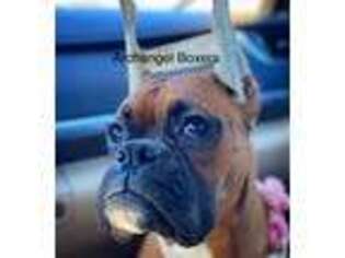 Boxer Puppy for sale in Destin, FL, USA