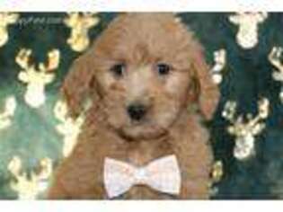 Goldendoodle Puppy for sale in Plymouth, IN, USA