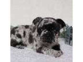French Bulldog Puppy for sale in Ephrata, PA, USA