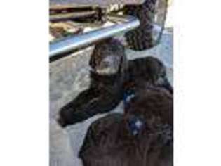 Labradoodle Puppy for sale in Murrells Inlet, SC, USA