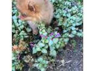 Pomeranian Puppy for sale in Sioux Falls, SD, USA