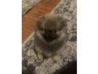 Pomeranian Puppy for sale in Geneseo, NY, USA