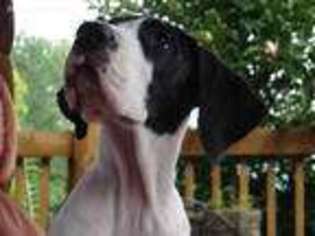 Great Dane Puppy for sale in Brooklyn, NY, USA