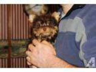 Yorkshire Terrier Puppy for sale in CANMER, KY, USA