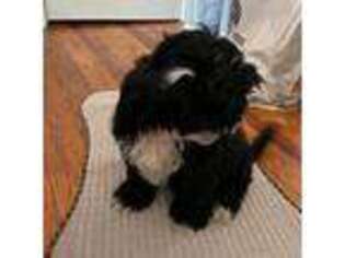 Shih-Poo Puppy for sale in Avon, MA, USA