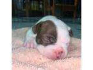 Boston Terrier Puppy for sale in Kissimmee, FL, USA