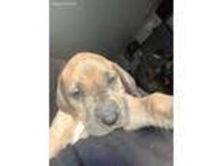 Great Dane Puppy for sale in Sicklerville, NJ, USA