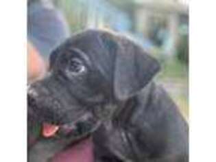 Cane Corso Puppy for sale in Vernal, UT, USA