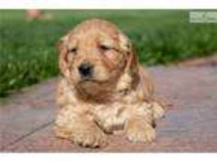 Goldendoodle Puppy for sale in Iowa City, IA, USA