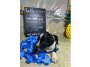 Mutt Puppy for sale in Trinity, NC, USA