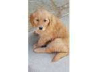Golden Retriever Puppy for sale in Fountain, CO, USA