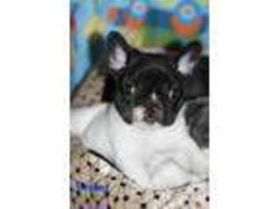 French Bulldog Puppy for sale in WOODLAND, CA, USA