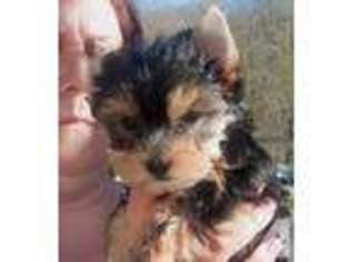 Yorkshire Terrier Puppy for sale in BALSAM GROVE, NC, USA