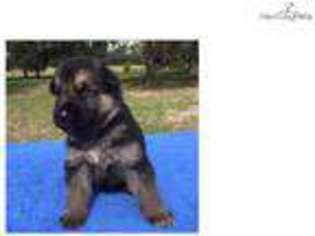 German Shepherd Dog Puppy for sale in Saint Augustine, FL, USA