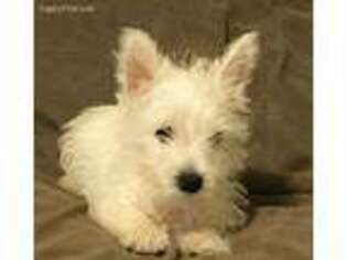 West Highland White Terrier Puppy for sale in Albertville, AL, USA