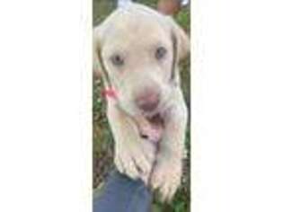 Labrador Retriever Puppy for sale in Chesterfield, VA, USA