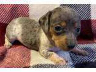 Dachshund Puppy for sale in Sweeny, TX, USA