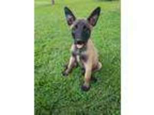 Belgian Malinois Puppy for sale in Fayetteville, AR, USA