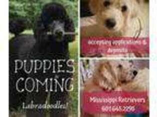 Labradoodle Puppy for sale in Gloster, MS, USA