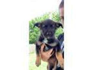 German Shepherd Dog Puppy for sale in Dundee, NY, USA
