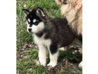 Alaskan Malamute Puppy for sale in Shelbyville, TN, USA