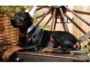 Doberman Pinscher Puppy for sale in Paradise, PA, USA