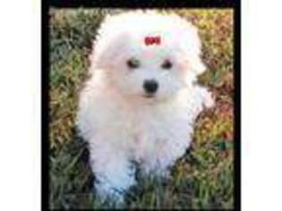 Maltese Puppy for sale in Lone Grove, OK, USA