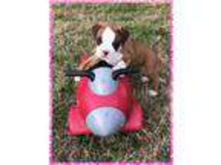 Boxer Puppy for sale in Sapulpa, OK, USA