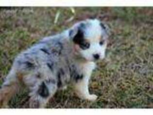 Australian Shepherd Puppy for sale in Lincolnton, GA, USA
