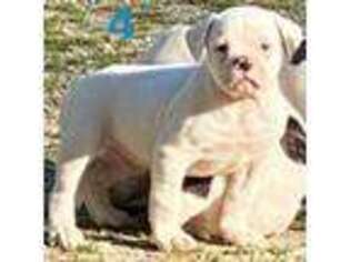 American Bulldog Puppy for sale in Jackson, TN, USA
