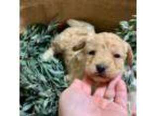 Labradoodle Puppy for sale in Olney, IL, USA